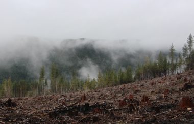 Mists rising behind a clear-cut logging site