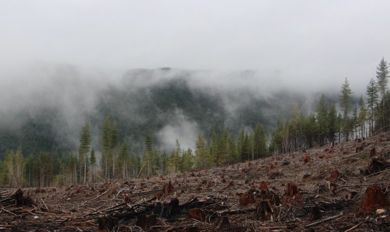 Mists rising behind a clear-cut logging site