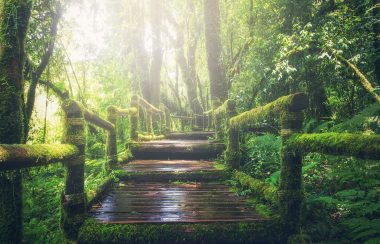 chemin ou pont, vue du sol avec ses planches de bois dans la forêt, autour de la mousse et des arbres avec la lumière du soleil au loin