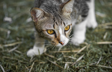 A cat crouching on a lawn.