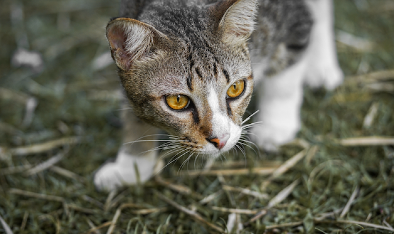 A cat crouching on a lawn.