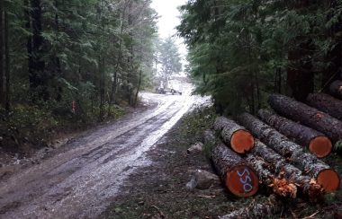 Forest on either side of gravel road, pile of logs on right, leading downhill to forest opening with large white truck at the bottom