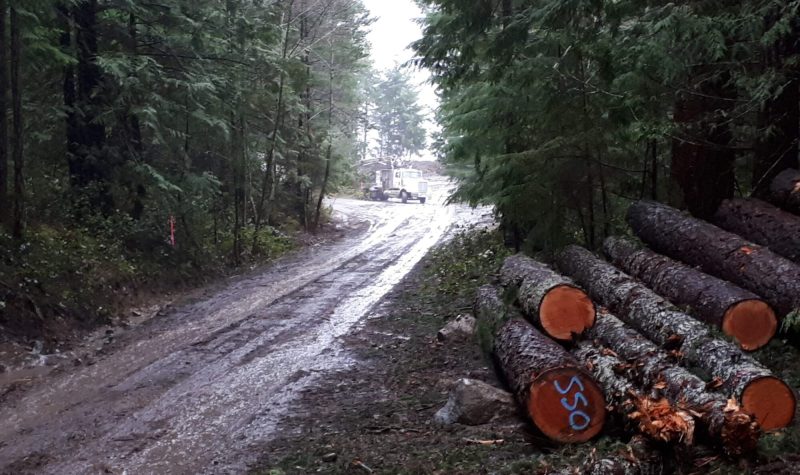 Forest on either side of gravel road, pile of logs on right, leading downhill to forest opening with large white truck at the bottom