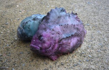 Deux poissons de forme arrondie, l'un mauve, l'autre bleu, repose l'un contre l'autre sur un sol de gravier compacté.