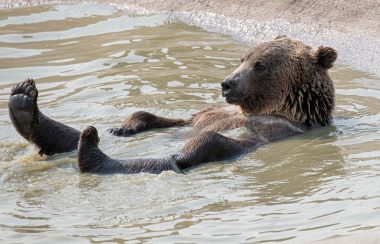 A grizzly bear lounges on its back in shallow water