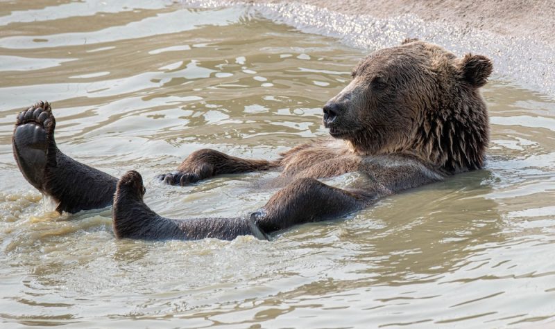 A grizzly bear lounges on its back in shallow water