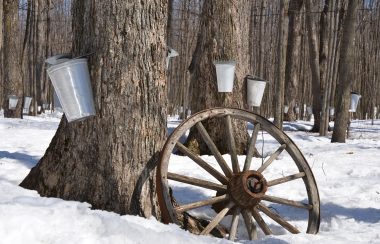 Terrain d'arbres en hiver avec de la neige sur le sol. Des sauts d'érables sont accrochés aux troncs et une roue de bois accote le tronc.