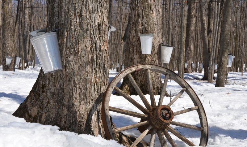 Terrain d'arbres en hiver avec de la neige sur le sol. Des sauts d'érables sont accrochés aux troncs et une roue de bois accote le tronc.