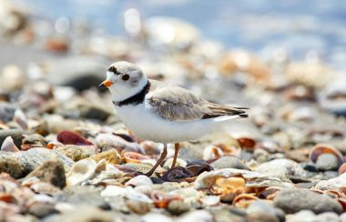 On voit un pluvier siffleur sur les cailloux d'une plage. C'est petit oiseau gris et blanc avec deux bandes noires et un bec jaune.