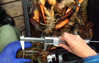 A fisherman measuring a lobster