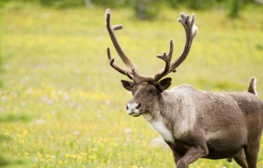 A Caribou