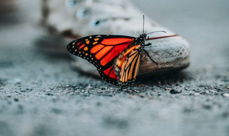 A monarch butterfly crawls up out of gravel and across a human's shoe.