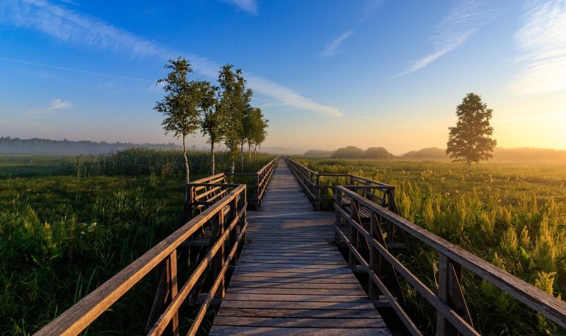 A wooden path can be seen stretching across a wetland/grassland area. Large overgrown grass can be seen on either side of the pathway. A few taller trees sit on each side as well. With blues skies and some clouds in the background.
