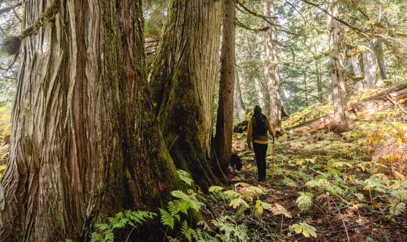 Woman walking through an old growth forest. Massive trees to her left.