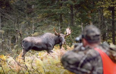 Un service en ligne permettra aux chasseurs d'enregistrer leurs proies sur le web.