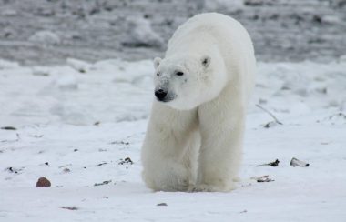 Un ours blanc sur un sol mi-glacé, mi-rocheux.