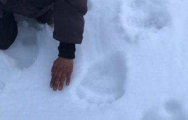 Des traces de pattes avec griffes dans la neige à côté de la main d'un homme. Elles font deux à trois fois sa taille.