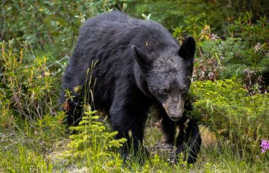 A black bear roving through the wilderness, towards the photographer