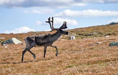 a stock photo of a caribou wandering across a dry grass field