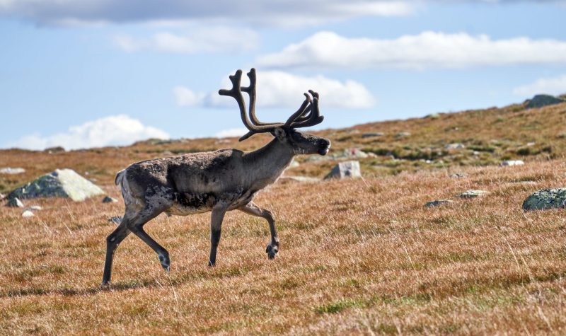 a stock photo of a caribou wandering across a dry grass field