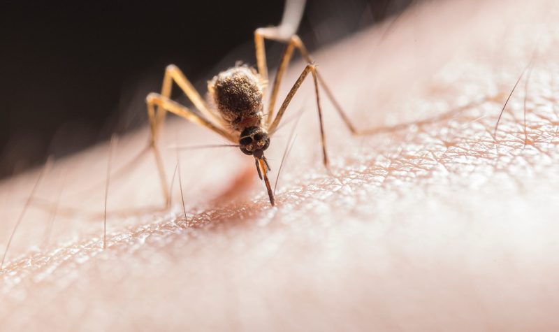 A mosquito biting a persons skin
