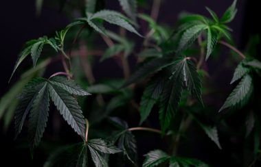 a close up shot of a growing cannabis plant