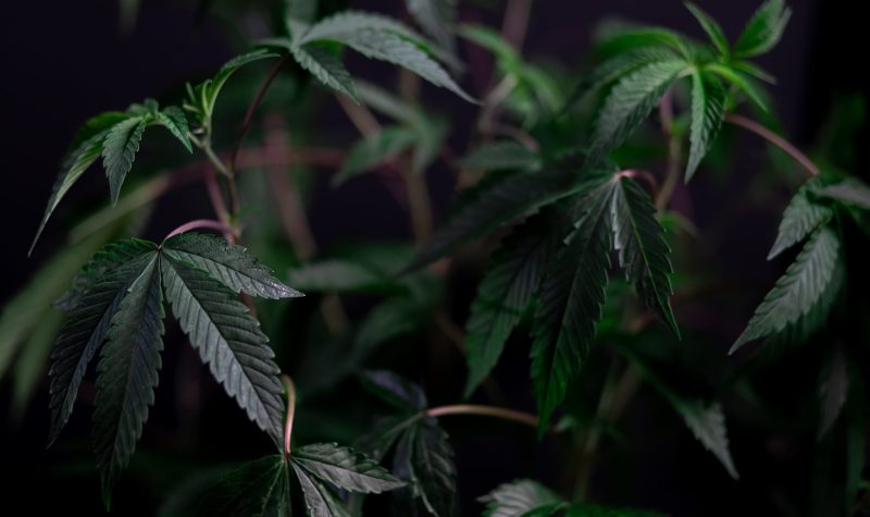 a close up shot of a growing cannabis plant