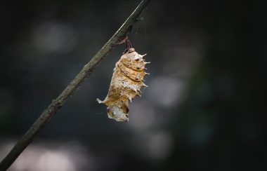 A cocoon can be seen hanging on a tree branch .