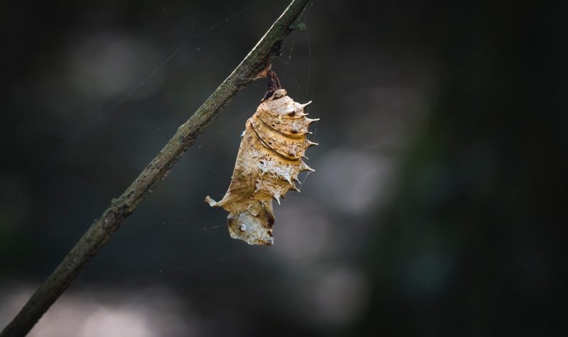 A cocoon can be seen hanging on a tree branch .