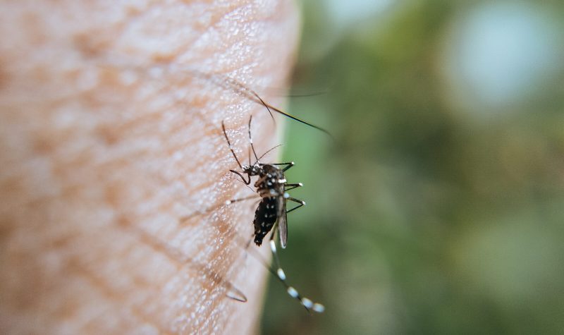 A close up of a mosquito biting a person