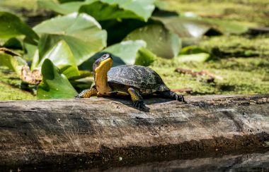 A turtle is seen from the side, sitting on a log.