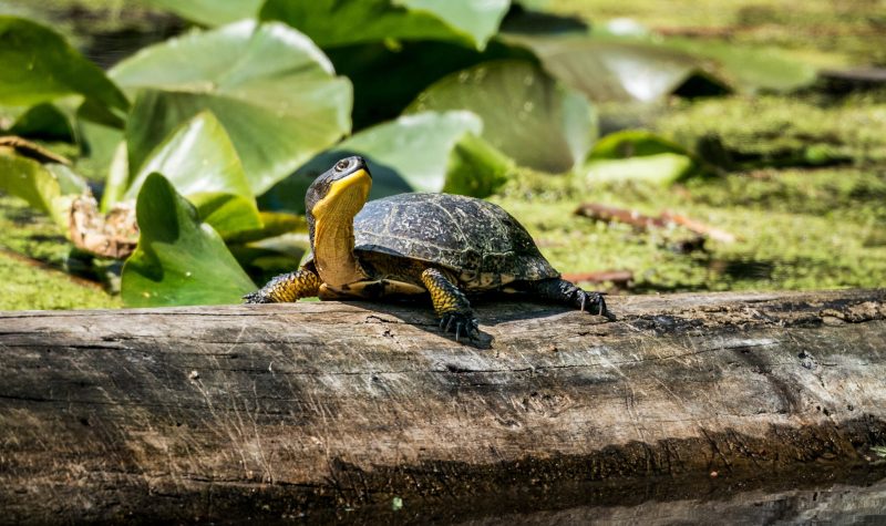 A turtle is seen from the side, sitting on a log.