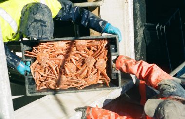 Une vue en plongée sur un bac rempli de crabe. Deux pêcheurs se tiennent de chaque côté, on ne voit que le dessus de leur tête couverte.