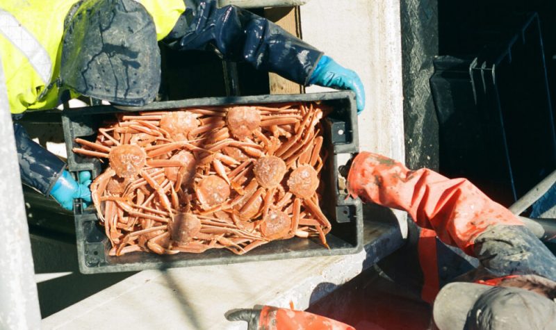 Une vue en plongée sur un bac rempli de crabe. Deux pêcheurs se tiennent de chaque côté, on ne voit que le dessus de leur tête couverte.