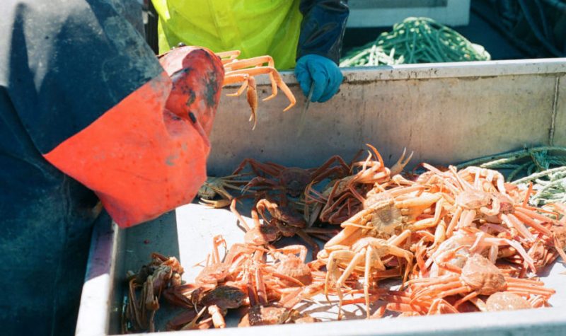 Une main tient un crabe aux côtés d'un bac rempli de crabes.