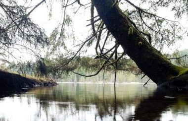 A mirror-like body of water reflecting an overhanging Cedar tree against a backdrop of shore and dense evergreen forest.