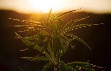 Une plante de cannabis au soleil