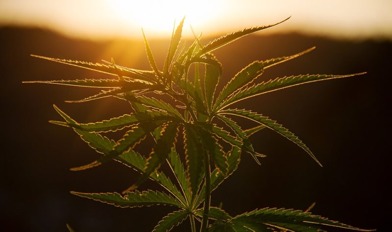 Une plante de cannabis au soleil