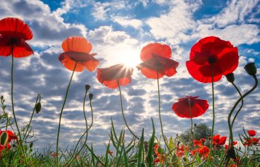 Des coquelicots rouges dans un champ en mémoire des jeunes combattants de la Première Guerre mondiale.