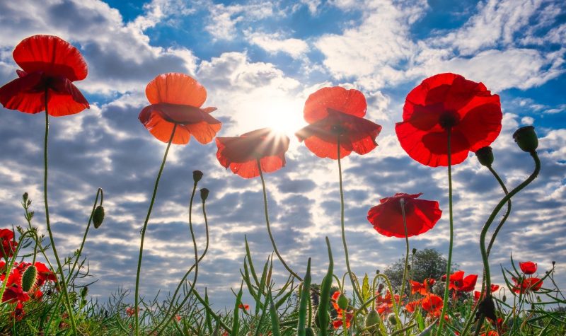Des coquelicots rouges dans un champ en mémoire des jeunes combattants de la Première Guerre mondiale.