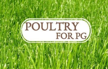 White Poultry for PG logo on green grass background