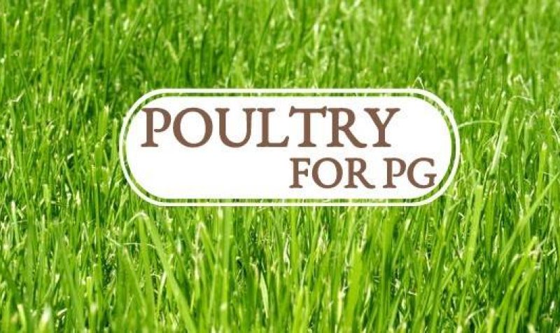 White Poultry for PG logo on green grass background