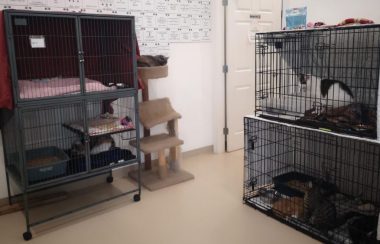 Plan moyen sur les locaux de la SPCA, avec quelques animaux logs dans des cages.