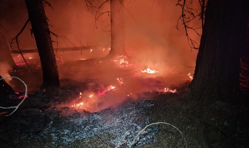 Fire burns on the forest floor in the dark. Trees around.