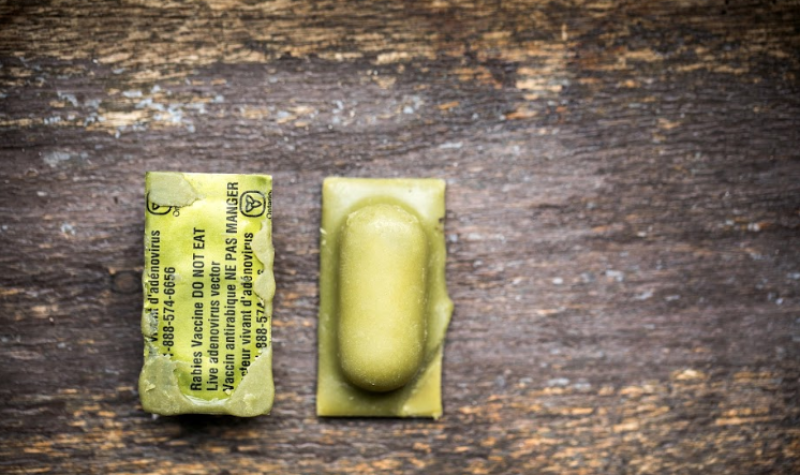 A rabies vaccine bait: Yellow capsule with black lettering on it. Placed on a wooden surface.