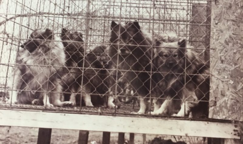 A black and white photo of several dogs in an elevated outdoor cage