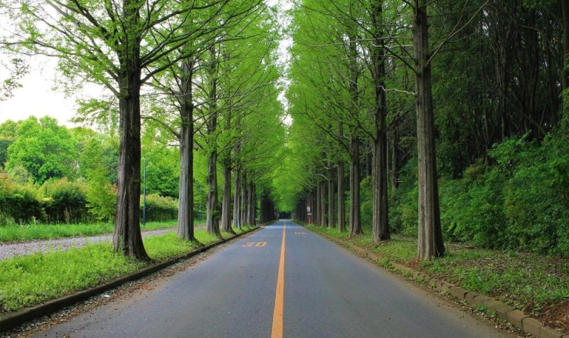 Une route avec des arbres de chaque côté