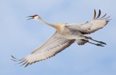 A sandhill crane in flight. The sandhill crane is a cream coloured bird with a long neck. they average a height of one meter tall and a wingspan of two metres.