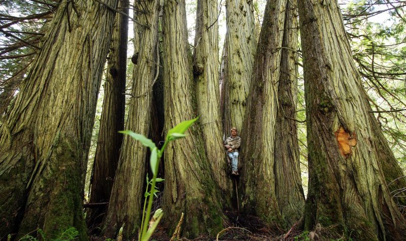 Sean O'Rourke sits nestled among the trees of the primordial grove near Prince George.