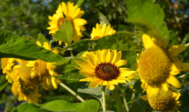 Several yellow sunflowers in full bloom are shown against green sunflower leaves in a field.